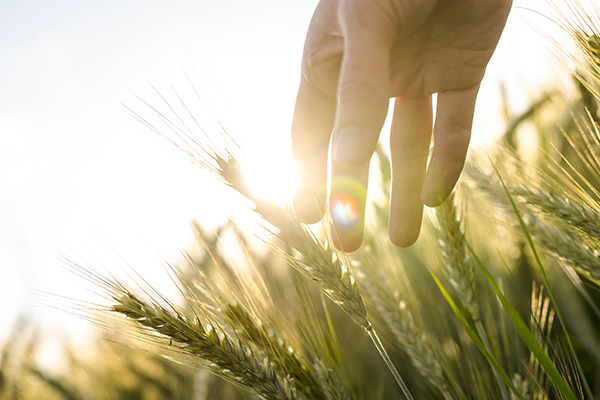 Un estudio de UNINI México que revoluciona la cadena de suministro del cultivo del trigo